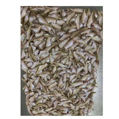 China High Quality FROZEN Frozen Seafood Factory Hot Sale Shake Filefish for sale