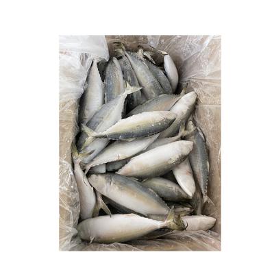 China High Quality Indian Mackerel Wholesale Price Delicious Frozen Seafood FROZEN Seafood for sale