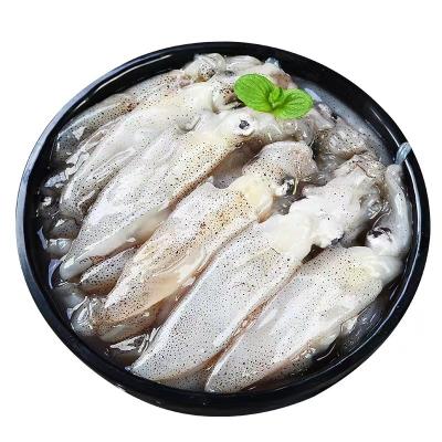 China Best quality seafood squid squid sale organic fresh low fat low fat seafood with low price for sale