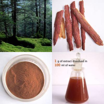 China Pine Bark Extract Proanthocyanidins 95% for sale