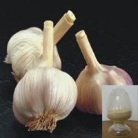 China Garlic Extract / Garlic Extract powder for sale