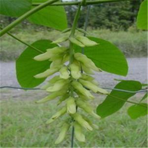 China Natural Mucuna pruriens extract for Levodopa 99% L-Dopa for sale