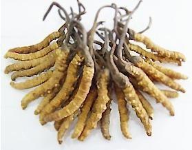 China Chinese Cordyceps Sinensis P.E.(C.Sinensis) with 10%~40% Polysaccharides for sale