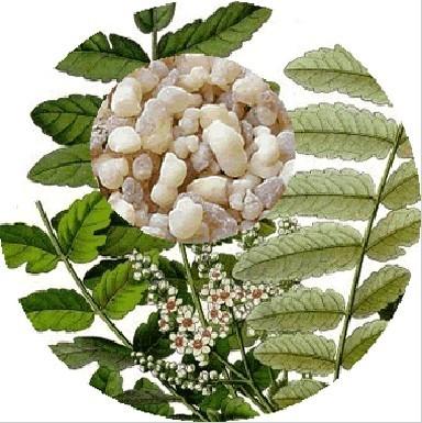 China Natural Boswellia Serrata Extract, 65% Boswellic acid for sale