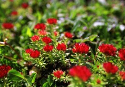 China Rhodiola Rosea Extract powder with 3% Rosavins powder for sale