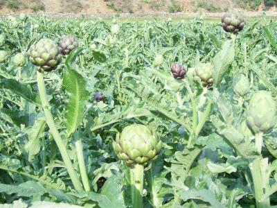 China Artichoke Leaf P.E/Carciofo Globe Artichoke for sale