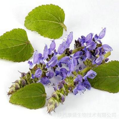 China 100% PURE COLEUS FORSKOHLII EXTRACT 20% Weight Loss for sale