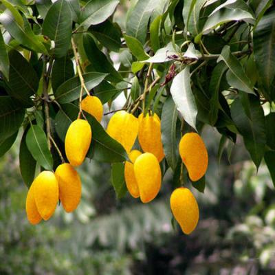 China African Mango Seeds Extract , a cure for overweight for sale