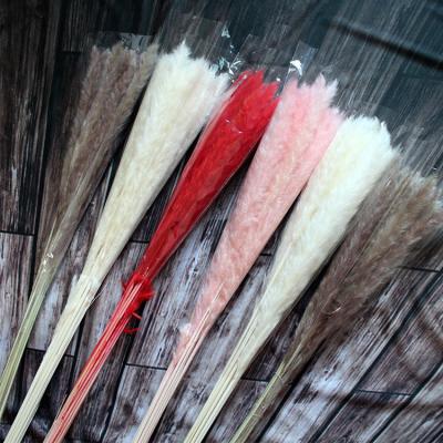 China Hot Sale Custom Wedding Decoration Bundle Decoration Amazon Natural Dried Flower Dried Pampas Grass for sale