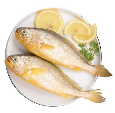 China Low-Carb China high quality Seafood frozen fish Seafood, frozen fish yellow croaker for sale