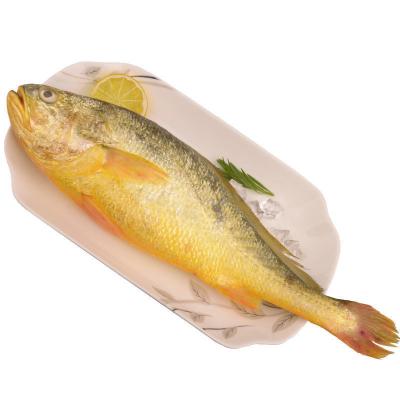 China Low-Carb High quality Frozen fish Seafood yellow croaker Factory wholesale sales for sale