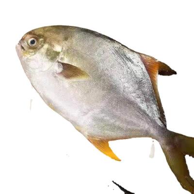 China Frozen NATURE new product selling sea fish pompano golden price preferential advantage for sale