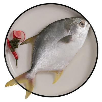 China NATURE fish factory wholesale fresh frozen golden pompano seafood for sale