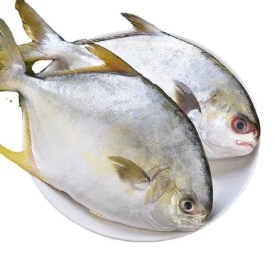 China NATURE wholesale price is affordable seafood fresh frozen fish golden pompano customized for sale