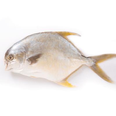 China China NATURE factory seafood fish wholesale frozen golden pompano for sale