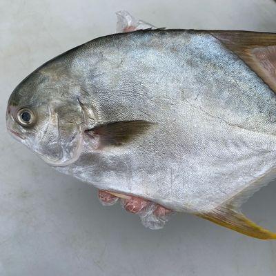 China Factory Wholesale Low-CARB Seafood Delicious Fish Frozen Golden Pompano for sale