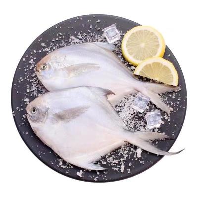 China Wholesale Low Sugar Fish Seafood Factory Price Frozen White Pigtails for sale