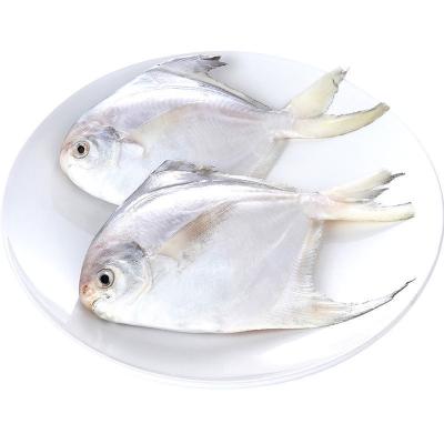 China Wholesale seafood low sugar hot frozen pomfret fish products price for sale