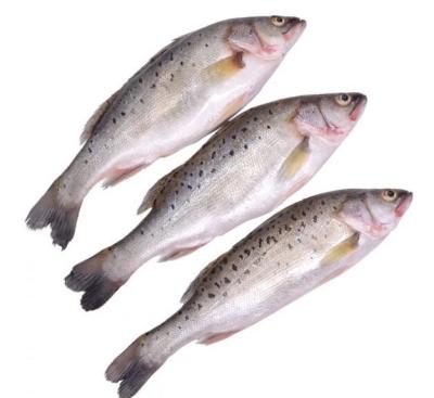 China Hot Selling Low-CARB Sea Fish Quality Clean Frozen Goods Fish Frozen Bass for sale