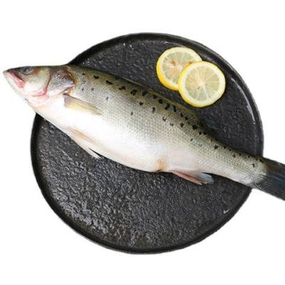 China Hot Sale Fujian Low-CARB Frozen Fish Seafood Frozen Bass for sale