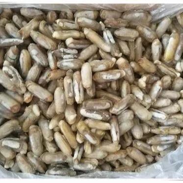 China Factory prices delicious FROZEN high quality frozen seafood razor clam sales well are wholesale sold for sale