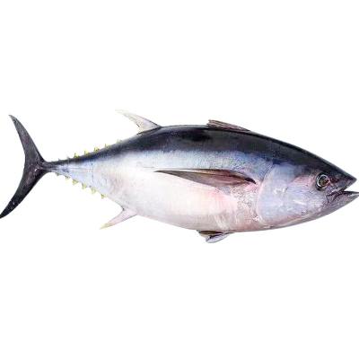 China Low-CARB Canned Thailand Fresh Yellow Fin Frozen Pre Cooked Fresh Tuna Canned Fish Can Price Loin Fish Heads for sale