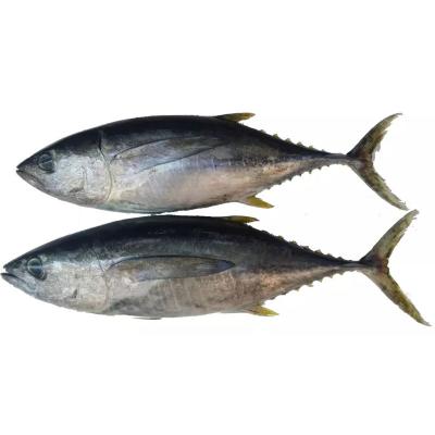 China Low-CARB Wholesale Price Frozen Whole Lure Yellow Segmented Bluefin Tuna Tuna Steak Omaar Fish Exporters for sale