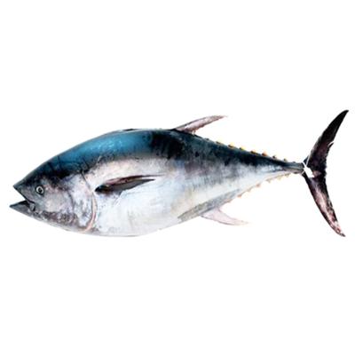 China Whole Frozen Tuna Low-CARB Salmon Trout Belly Troll Fish Prices Importers Eggs From China for sale