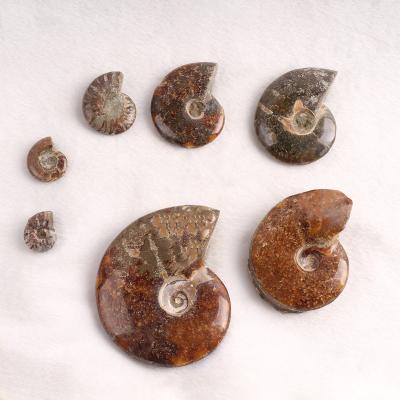 China Europe natural ammonite specimen snail conch mineral fossil for decoration for sale