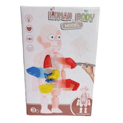 China Educational DIY Toy Set Hot Selling DIY Model Assembled Toy Kid Of Science Intelligence And Human Organs Education Toy For Children for sale