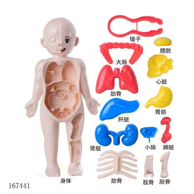 China DIY Toy Set Factory Wholesale Human Educational Organ Model Medical Equipment Organ Body Set and Detachable Mannequin Teaching Trunk for sale