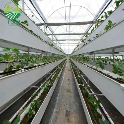 China Easily Assembled Greenhouses Hydroponic Strawberry Tomato Planting Growing Bowl for sale