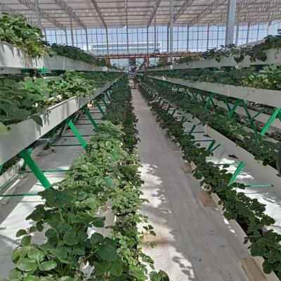 China Easily Assembled Hydroponics Greenhouse Growing System Planting Bowl Fruit Planting Bowl for sale