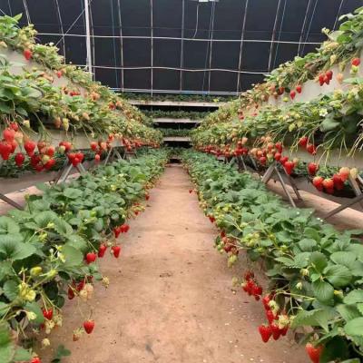 China Customized Easily Assembled Size Bowl Hydroponics Indoor Planting Greenhouse Planting Bowl for sale