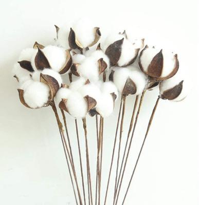 China Handmade natural cotton stalks dried cotton balls cotton stalk decorative branches for farm for sale