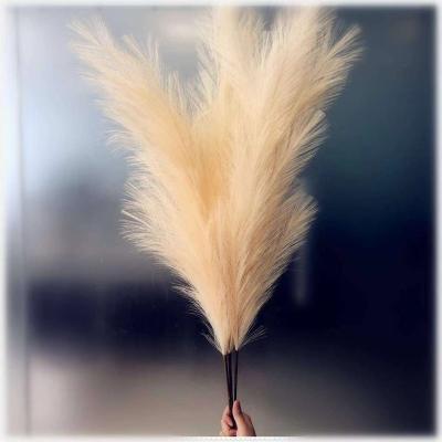 China Nature Touch Real Large Fake Pampas Pampas Grass Artificial Pampas Grass Decor Dried Fluffy Pampas Grass for sale