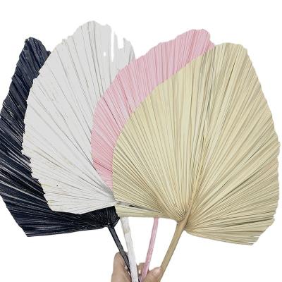 China Hot Sale Natural Dry White Palm Leaves Wedding Palm Leaf Decoration Natural Touch Dry for sale