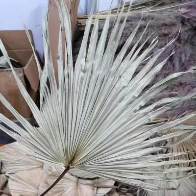 China Wedding Natural Decoration Natural Touch Palm Leaves Preserved Dry Palm Leaves for sale