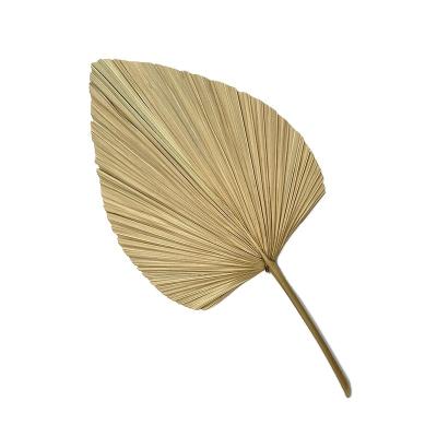 China Contact natural palm leaves wholesale manufacturer dried natural palm leaf palm leaves for sale