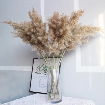 China Real Dry Natural Flower Pampas Grass Decor Wedding Flower Group Plants Decor Dried Flower Fall Decorations for sale