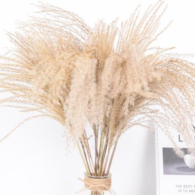 China PVC Tubular Grass Natural Phragmites Natural Dry Wedding Communis Flowers for sale