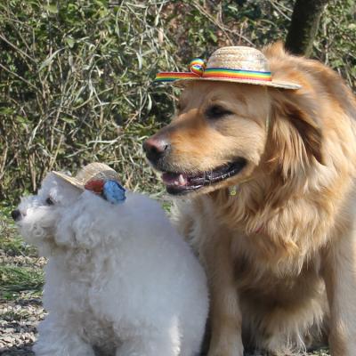 China Viable Pet Supplies Spring Autumn Out Sun Dog Cat Jewelry Remove Grass Straw Hat Flower for sale