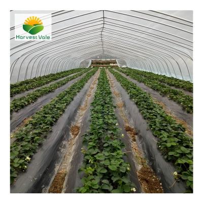 China New Hot Vegetable Grow Tunnel Greenhouse Plastic Shed For Medicinal Plant for sale