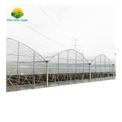 China Cheap Commercial Vegetable Growing Plastic Film Multi-span Greenhouses for sale