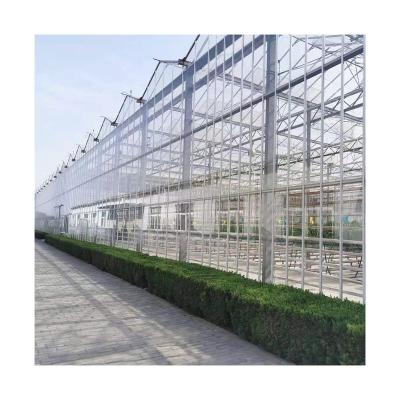 China Vegetable hot sale pe film large size multispan glass greenhouse tomato cultivation for tomato for sale