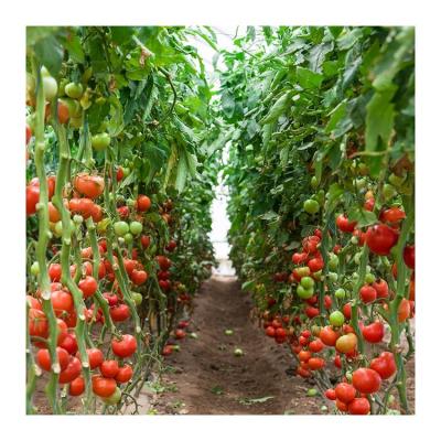 China Vegetable direct supply low cost high factory tomato cultivation steel frame hot dip galvanized greenhouse for tomato for sale