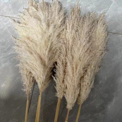 China Natural Decorative Flower Wedding Home Decor 120 Cm Fluffy White Natural Dry Tall Pampas Grass for sale