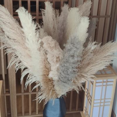 China Amazon Natural Custom Wrapping Large Dry Fluffy Pampas Grass Wedding Decor Pink White Beige Dry Fluffy Natural Preserved Flower Dried Pampas Grass for sale