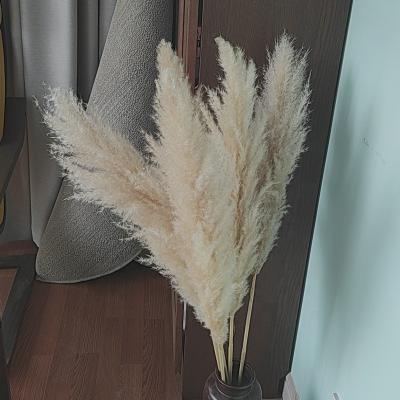 China Large Plume Decor Natural Dry Pampas Grass Flower Boho Wedding Decor Wholesale Real Pampas Grass Preserved Dry Pampas Grass For Amazon for sale