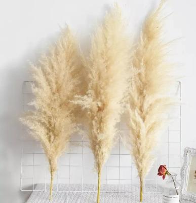 China Natural Dry Pampas Grass Nordic Style Stems Flowers 120cm 60cm Long Decorative Dry Pampas Grass In Vase Arrangement For Home Wedding / Decoration for sale